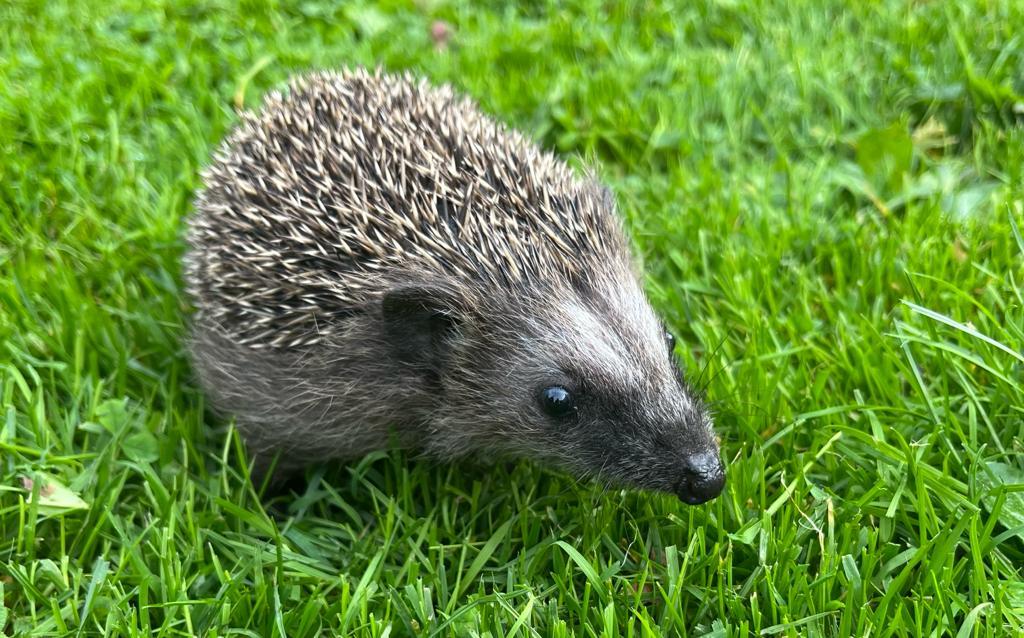 Igel 2