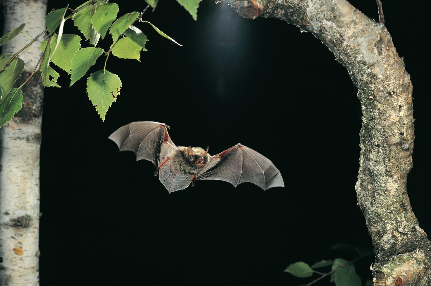 Cf 69d667dd4c680 Grosse Bartfledermaus Flug