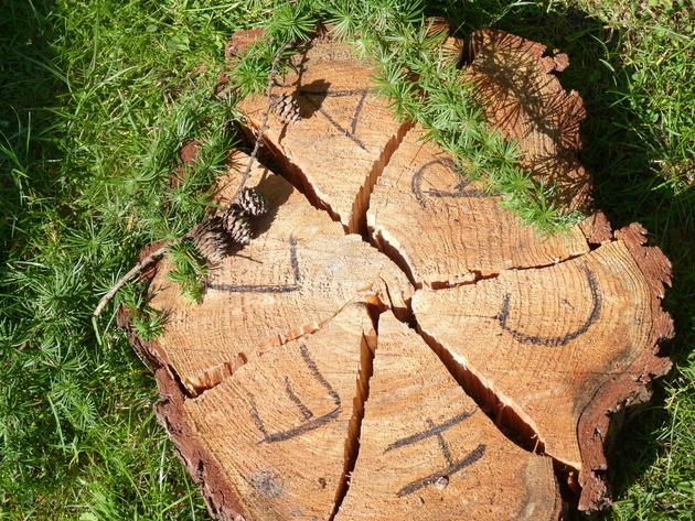 Landesforsten Fuhrberg Birka6 Baumpuzzle Laerche