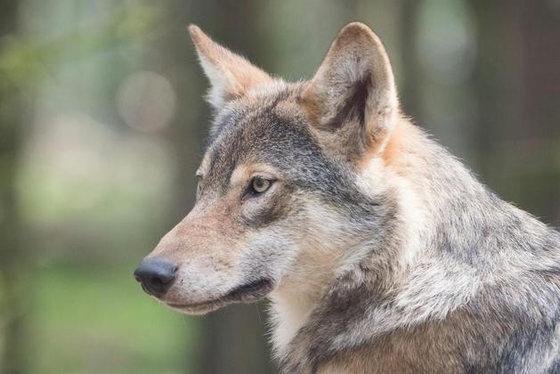 Wolf Milan