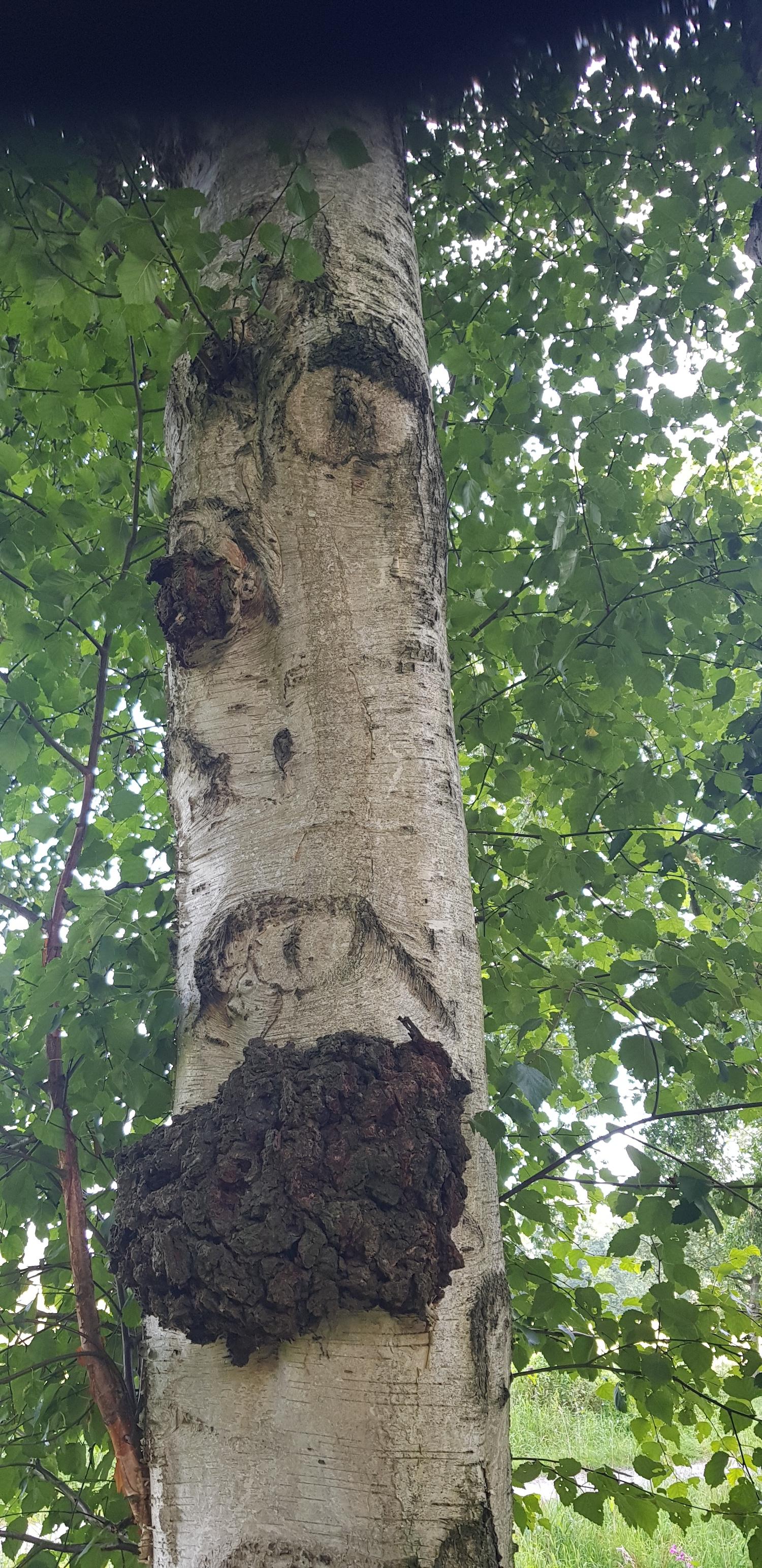 Hexenkraut WVG Nord 1