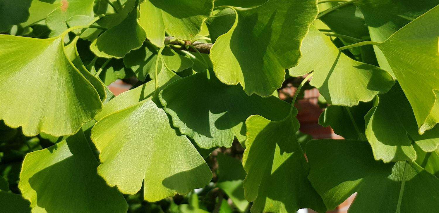 Hexenkraut WVG Nord 2