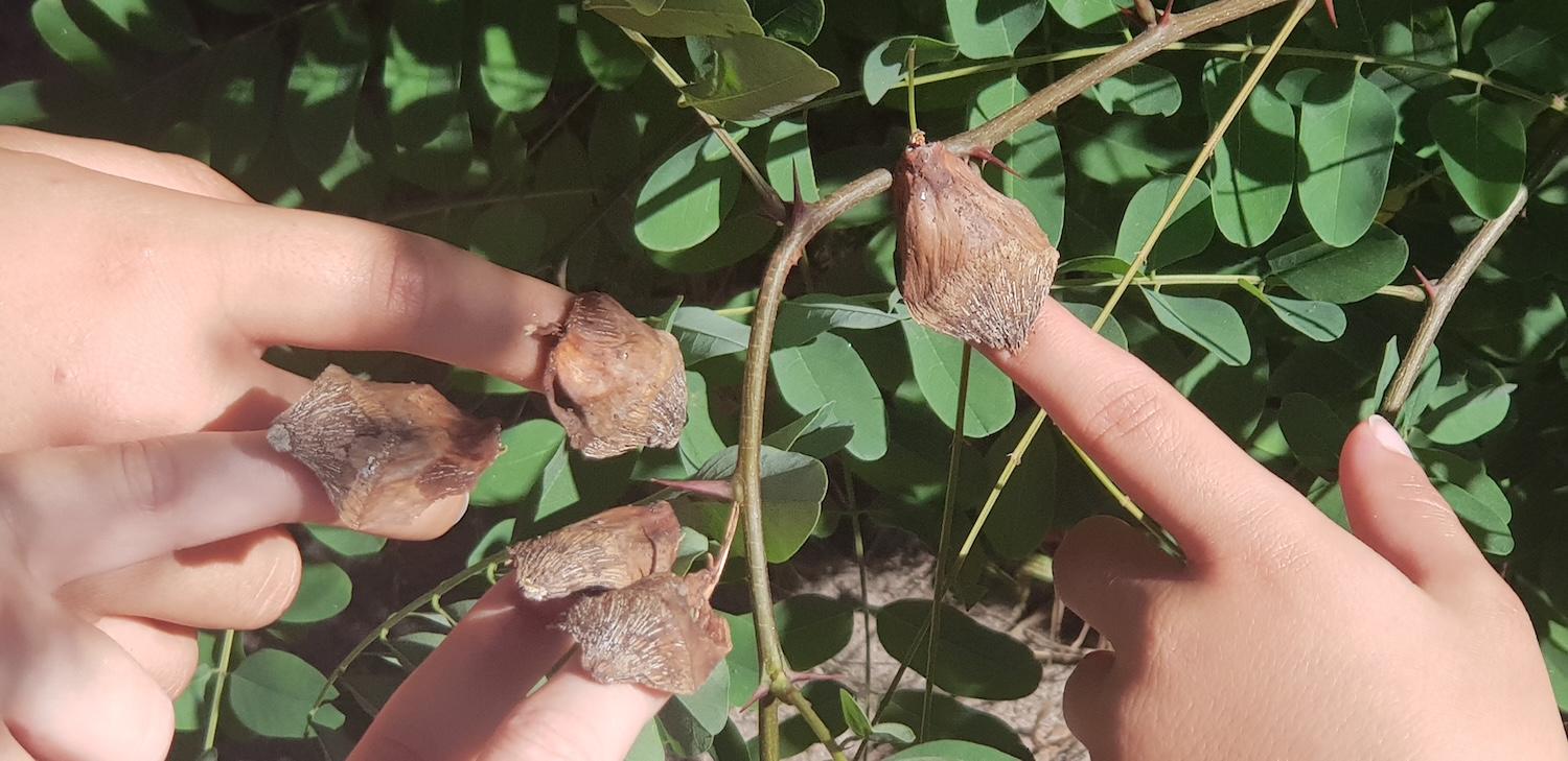 Hexenkraut WVG Nord 3