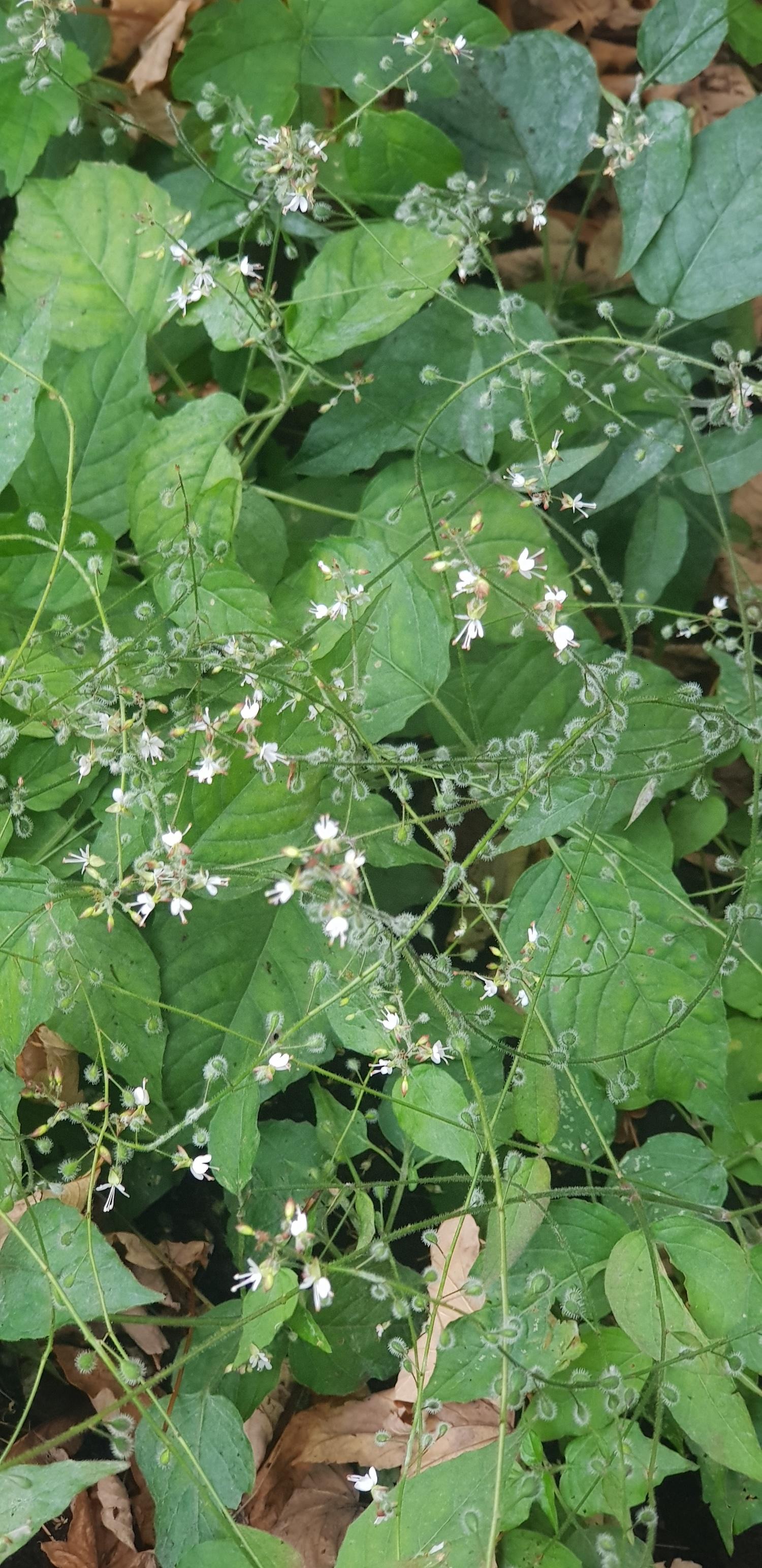 Hexenkraut WVG Nord 4