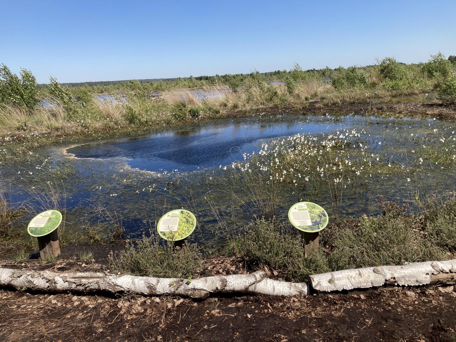 Elkebohnmoor Foto Elke Bohn