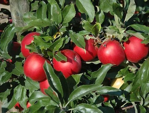 Biomobil2 Cf 6a70a106ba0a7 Apfel